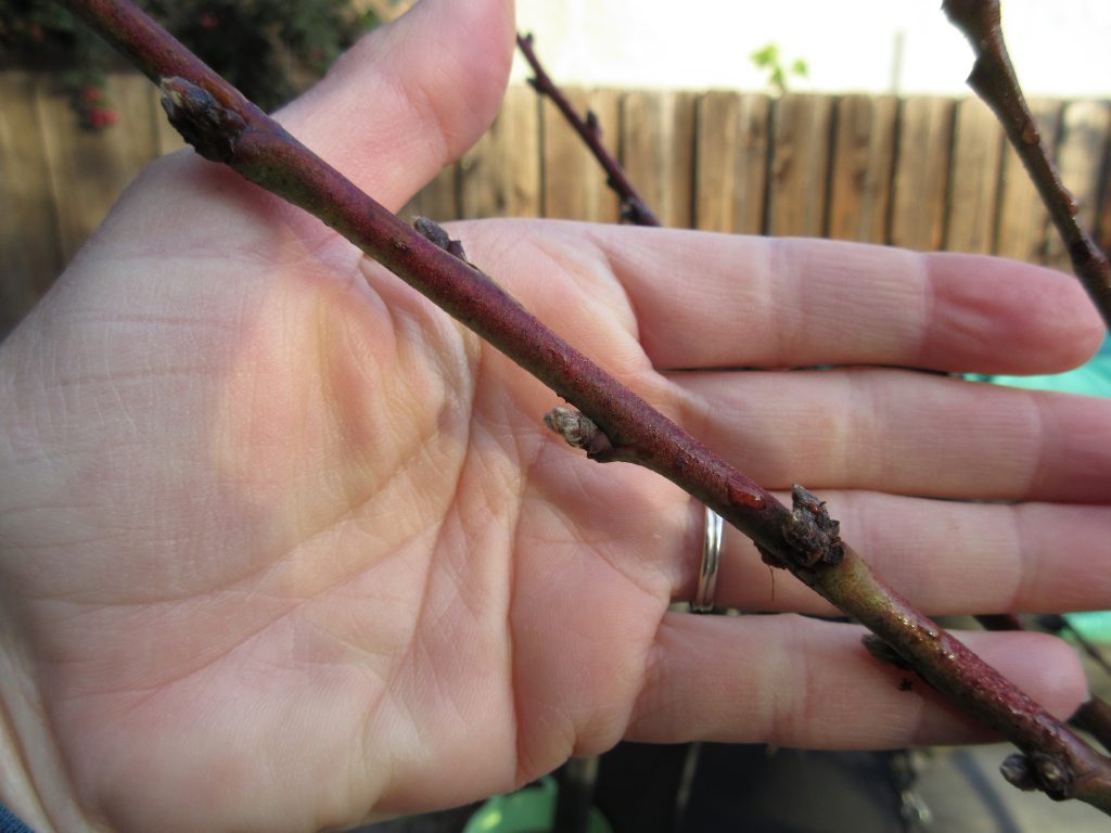 nectarine buds