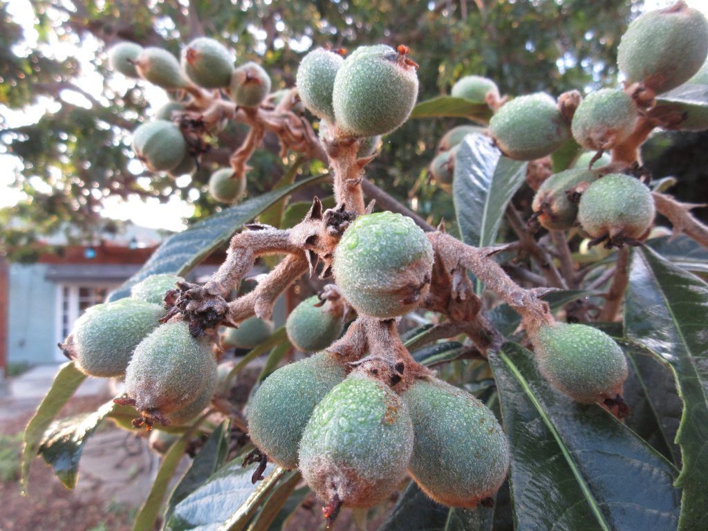 young loquat