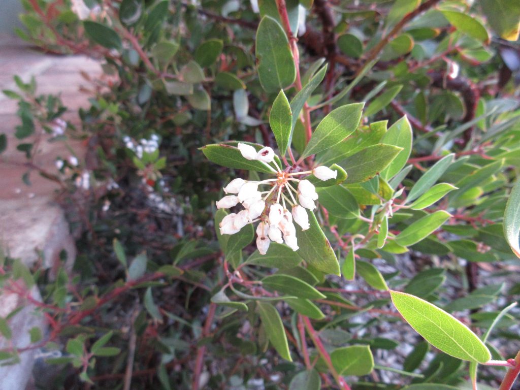 Manzanita in bloom