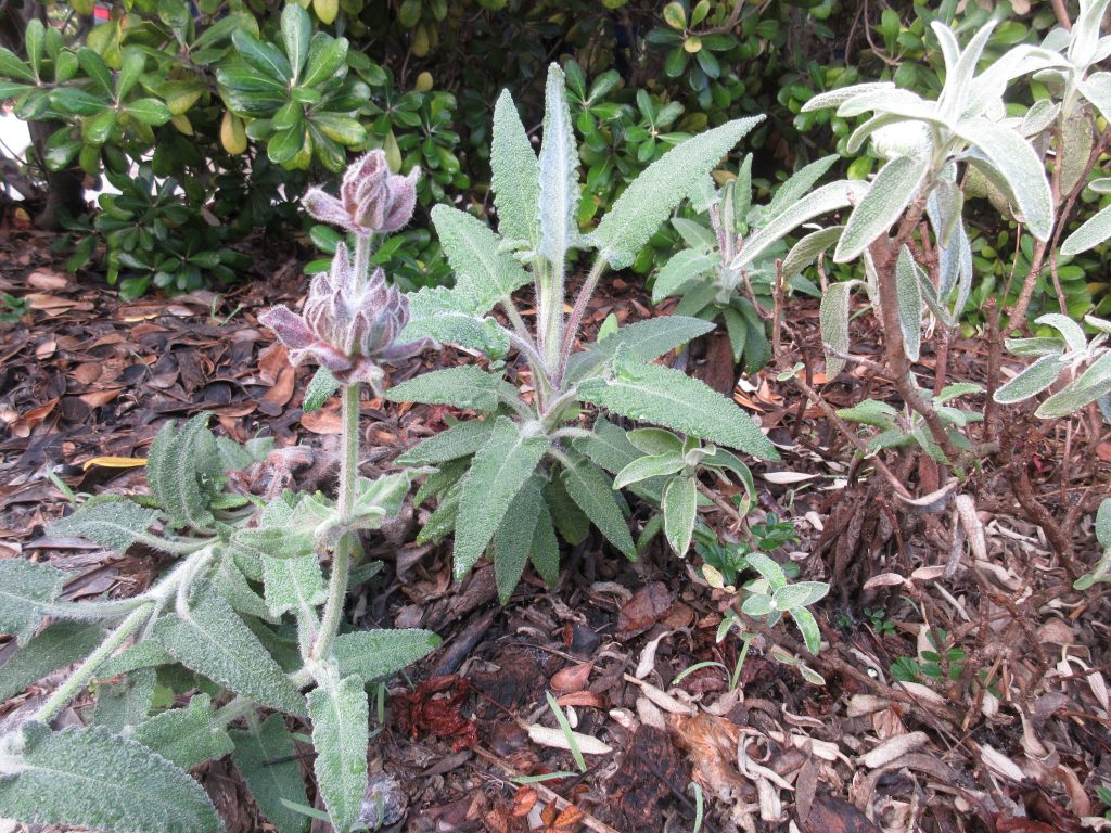 hummingbird sage