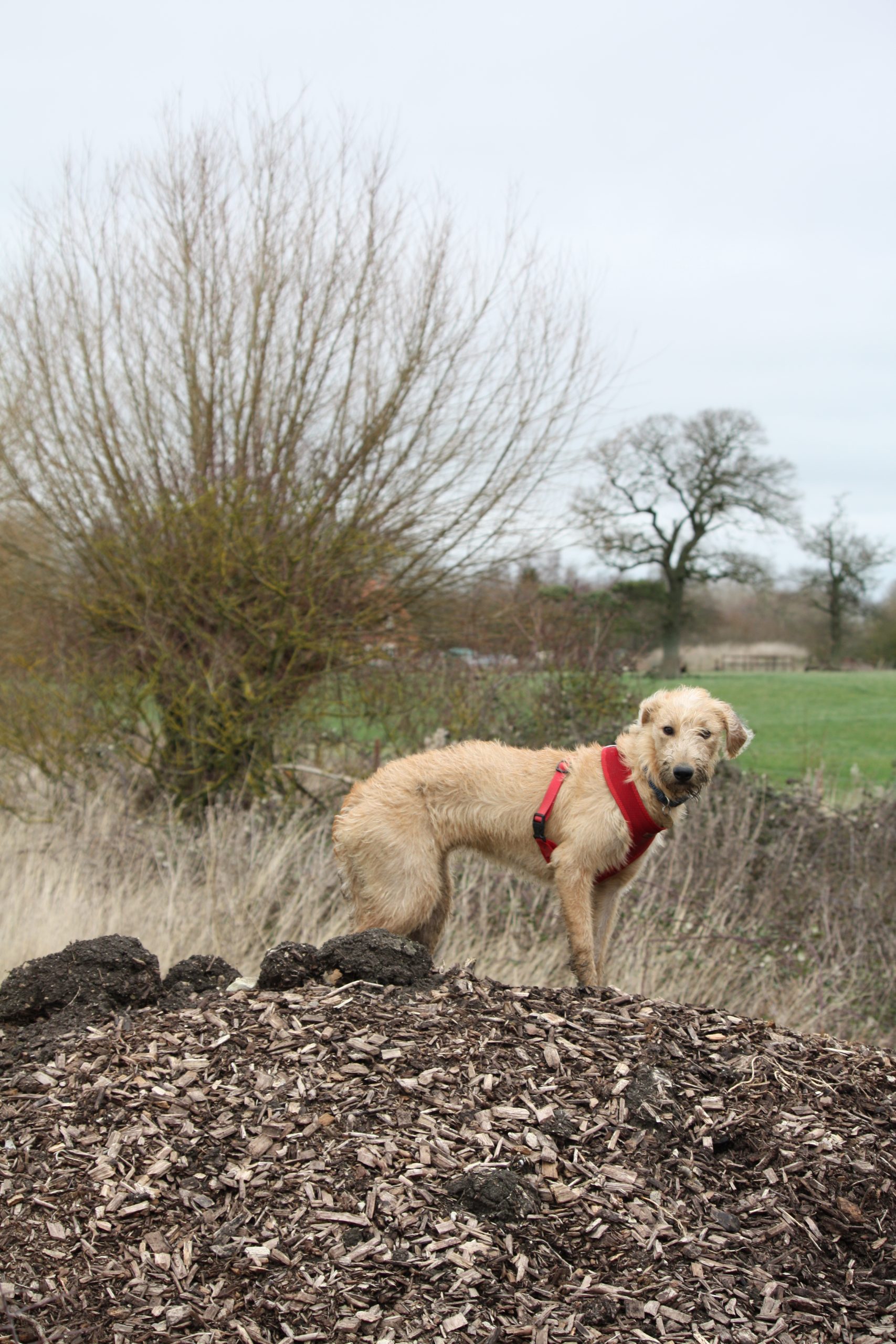 2a Pollarded willow with chip pile in front and Hazel the dog at Eastbrook Agroforestry Credit Ben Raskin