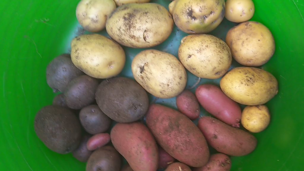 Potato Harvest