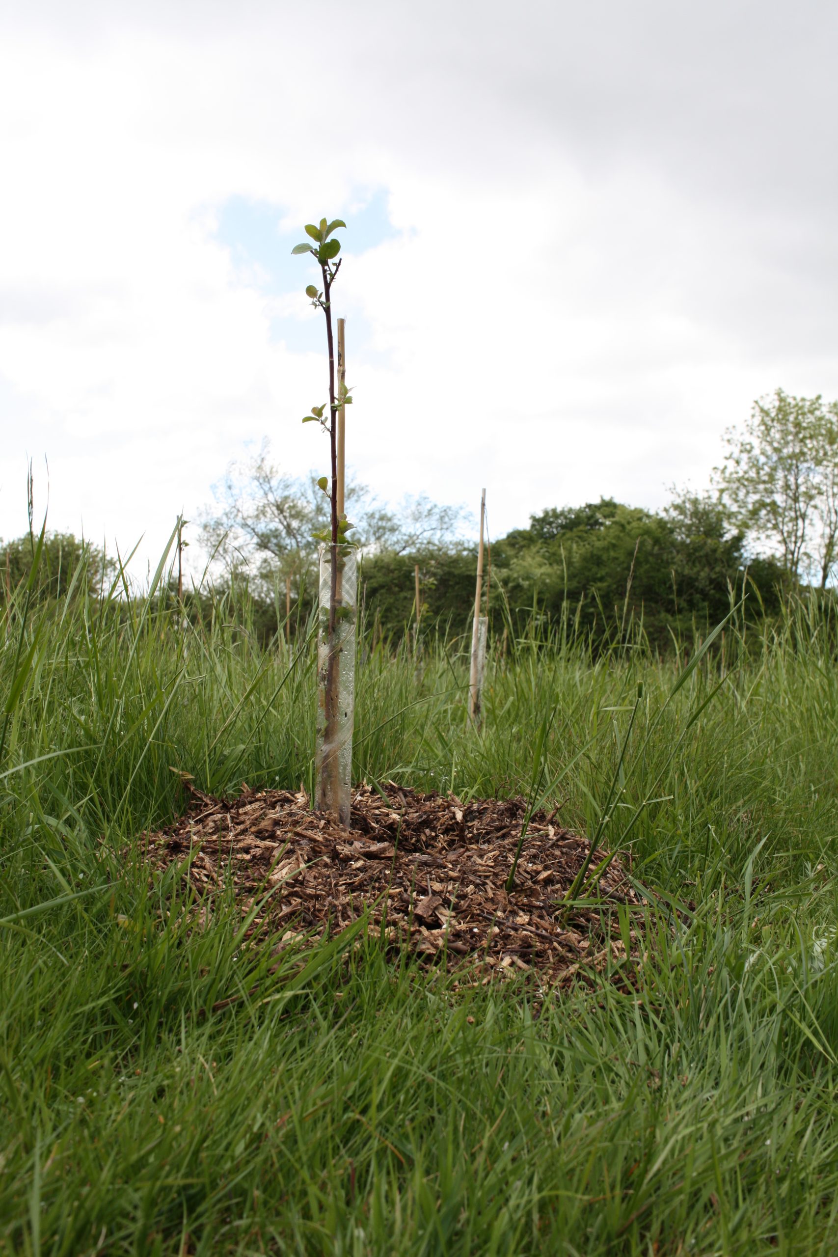 Ben Raskin trees with mulch