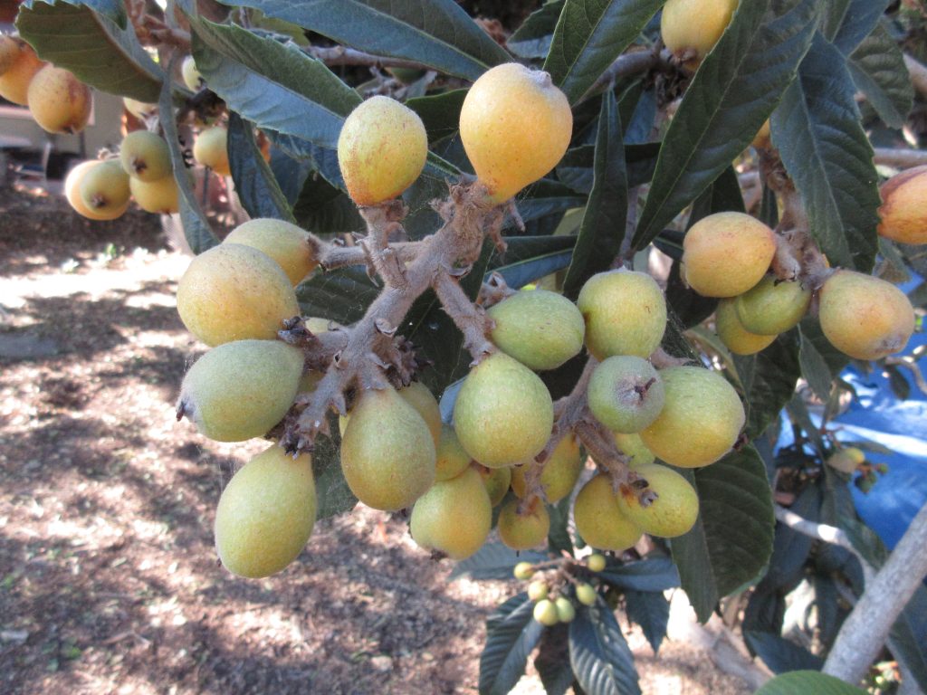 Loquat tree ripening