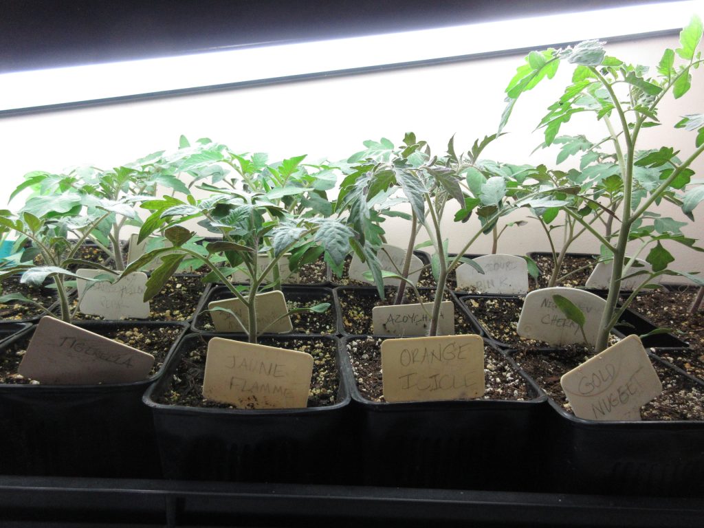 Tomato seedlings wordless wednesday