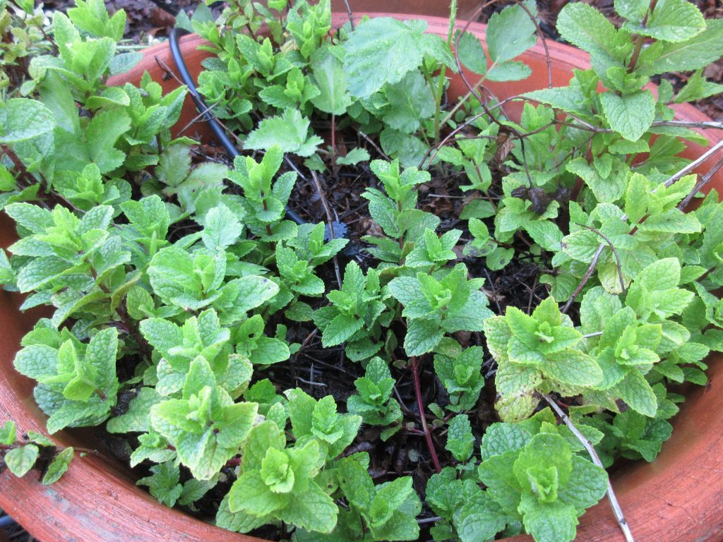 mint in pot