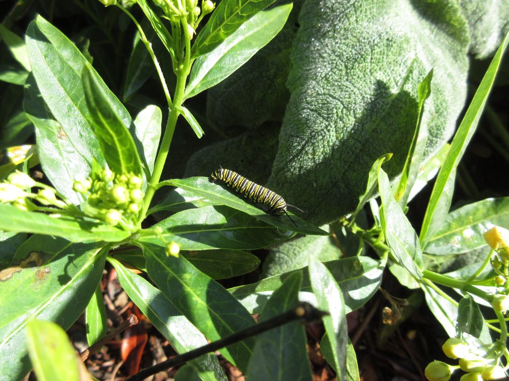 milkweed monarch caterpillar