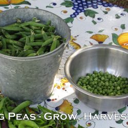 YouTube: Shelling Peas – Grow, Harvest, Store