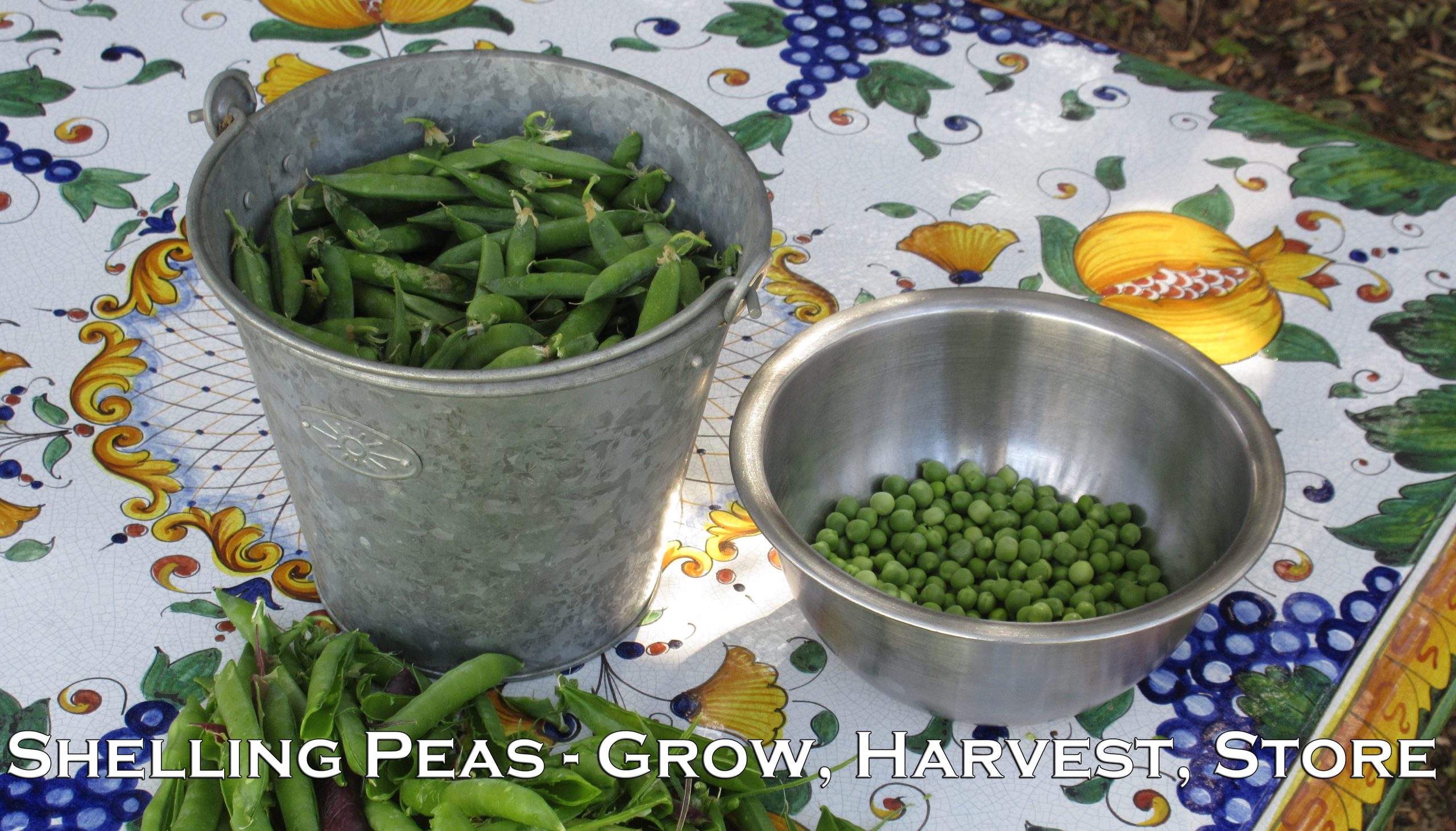 You are currently viewing YouTube: Shelling Peas – Grow, Harvest, Store