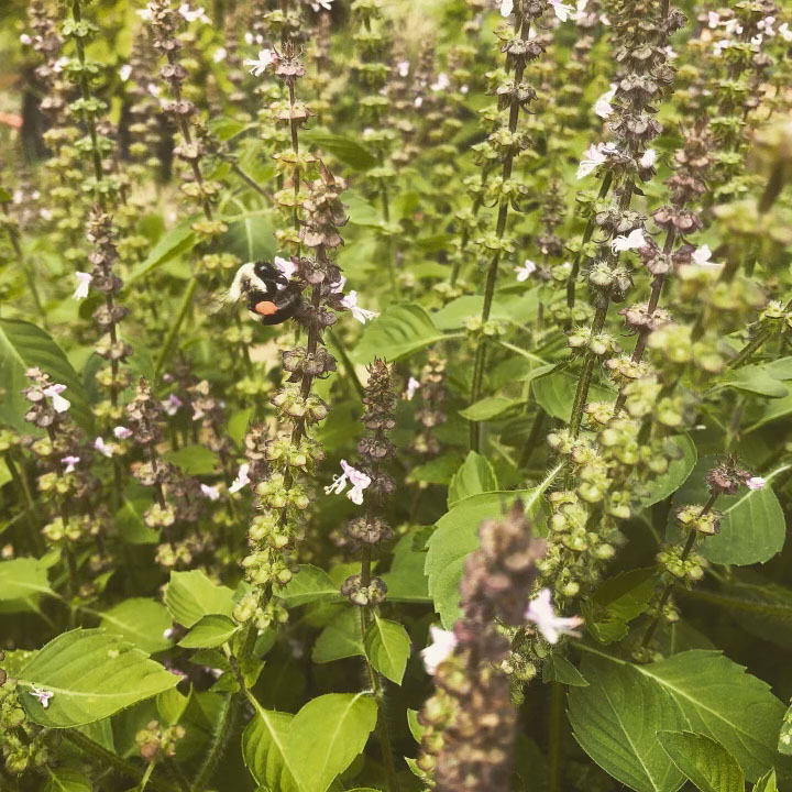 Holy Basil - Tulsi