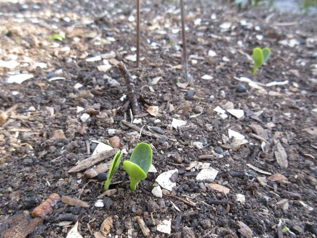 Watermelon sprouts