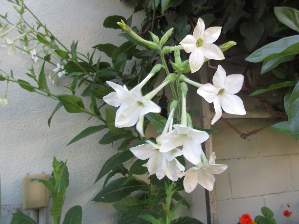 Nicotiana