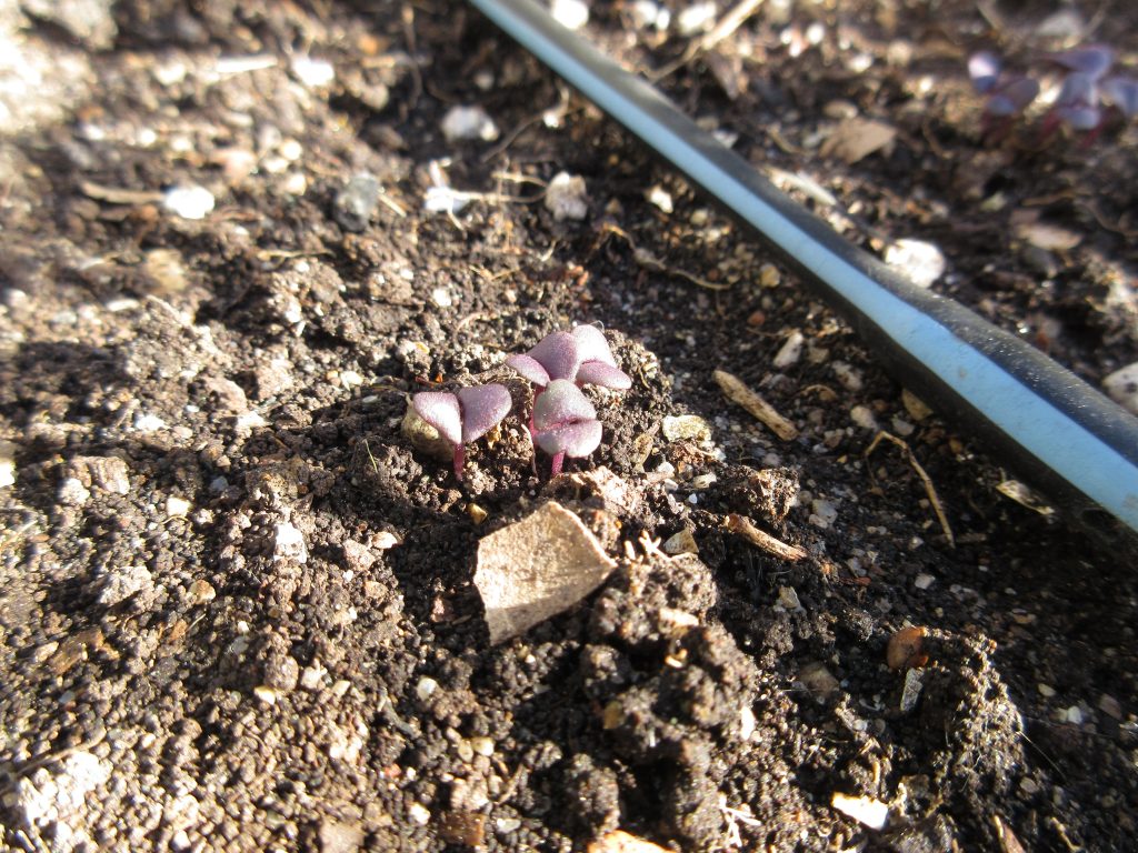 Rosie Basil sprouts