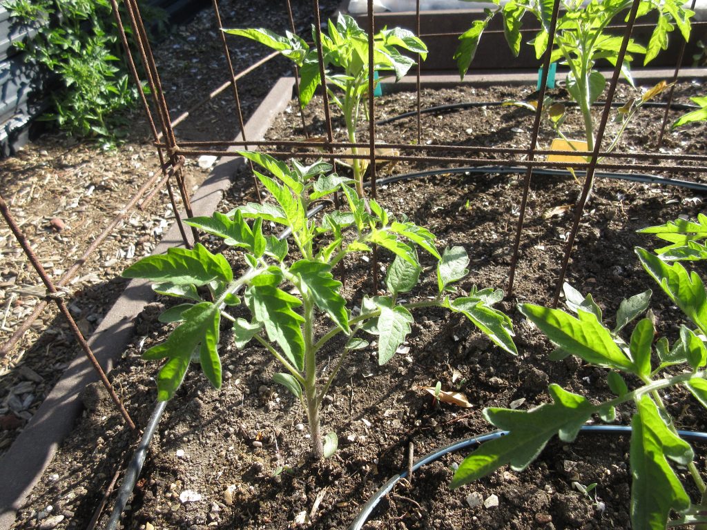 Tomato seedlings