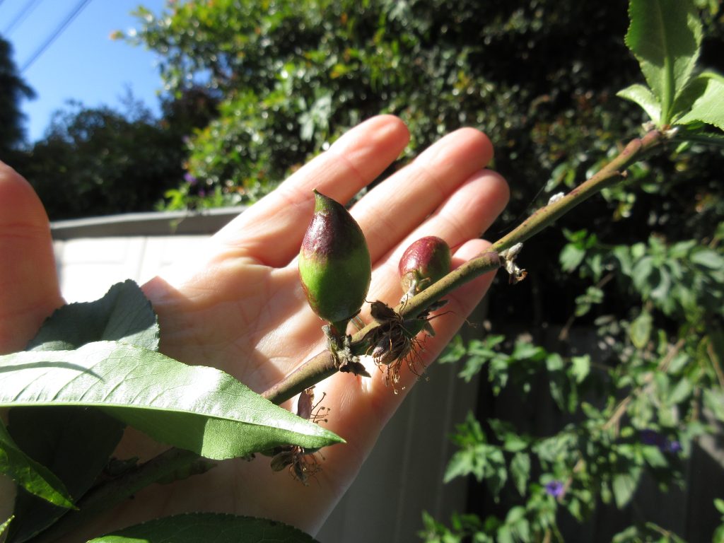 Nectarine fruit