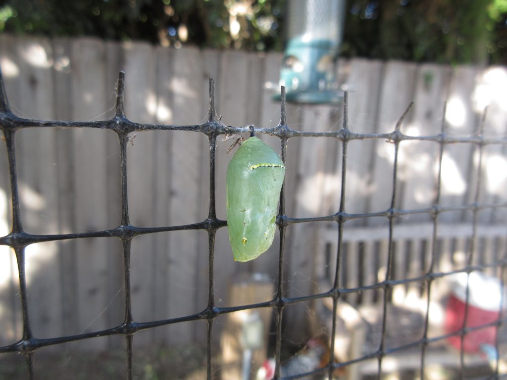 Monarch chrysalis