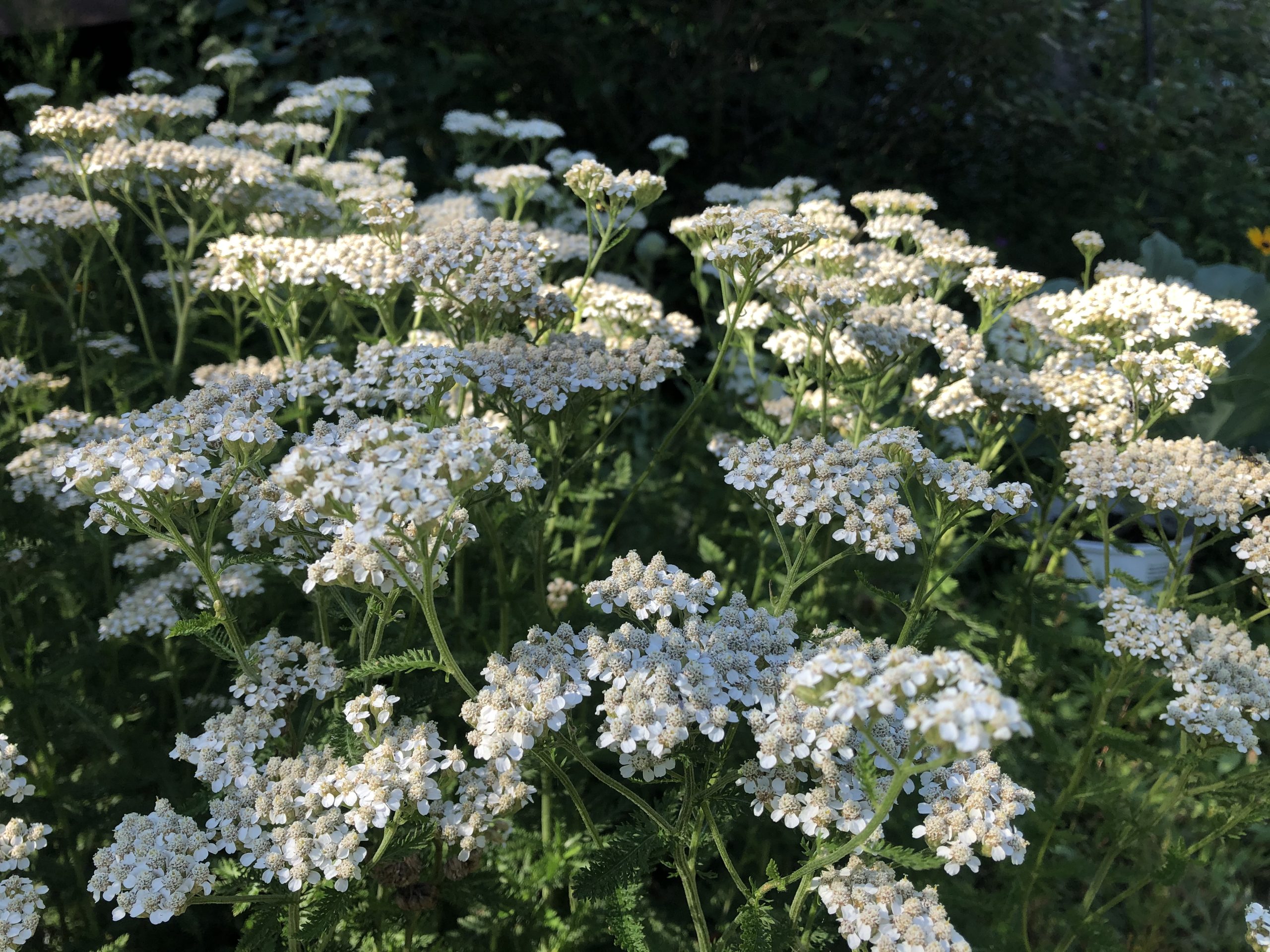 Yarrow