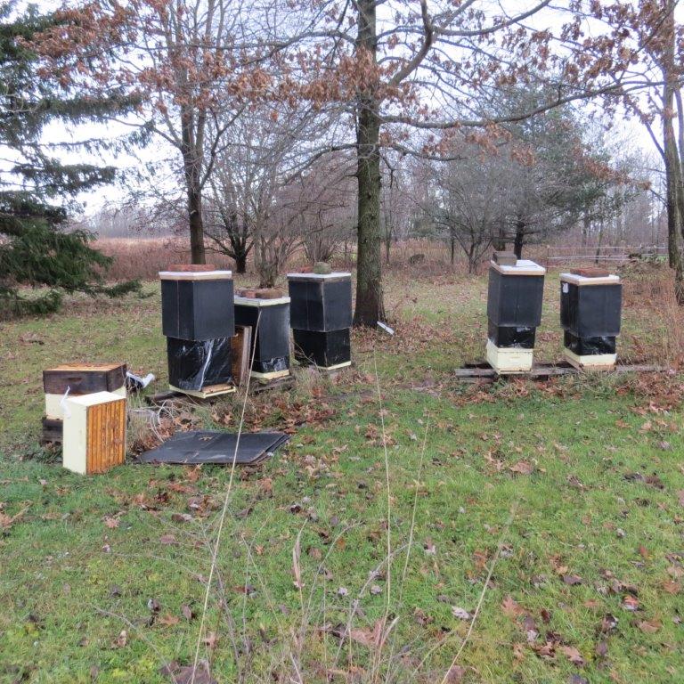 Langstroth Hive