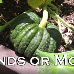 YouTube: Growing Squash and Melons – Mounds or Moats?