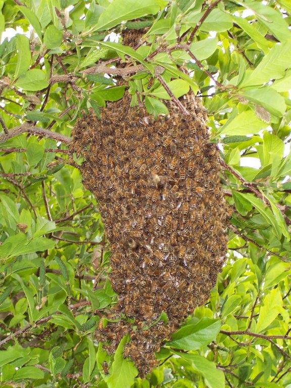 Bee swarm 