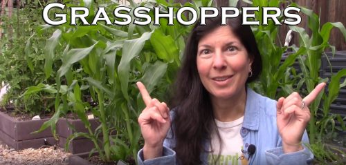 Read more about the article YouTube: How to Manage Grasshoppers