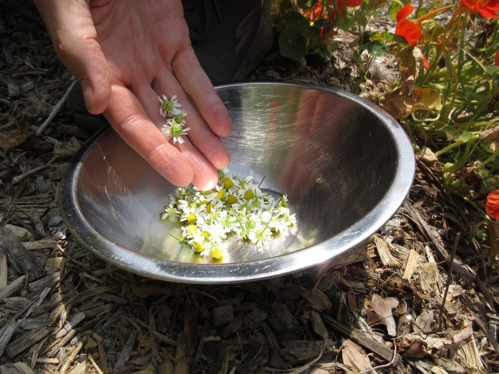 Chamomile flowers