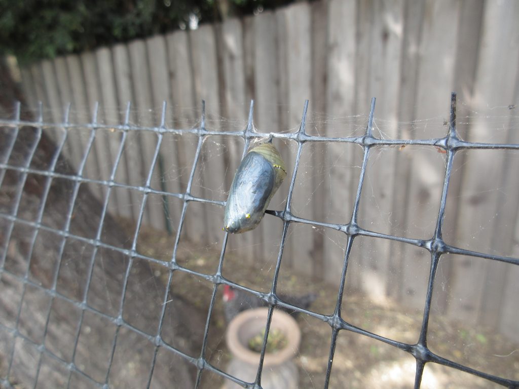 Monarch chrysalis