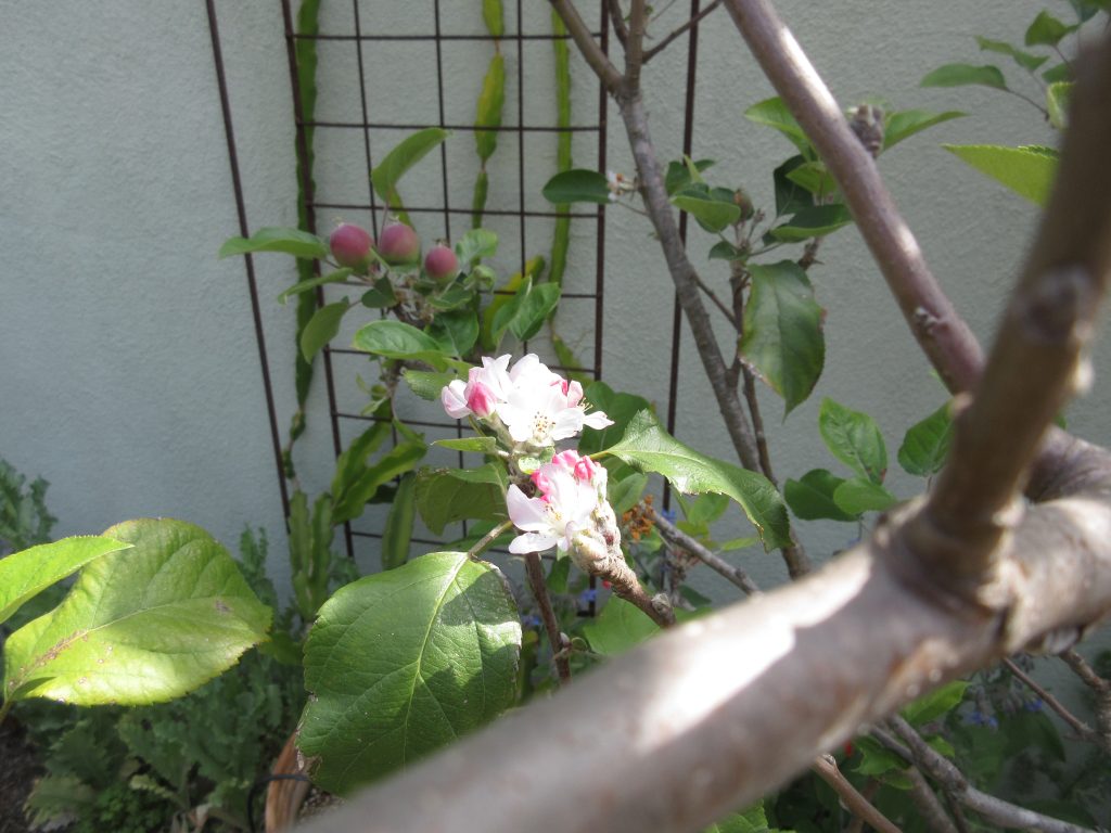 Fuji apple setting fruit