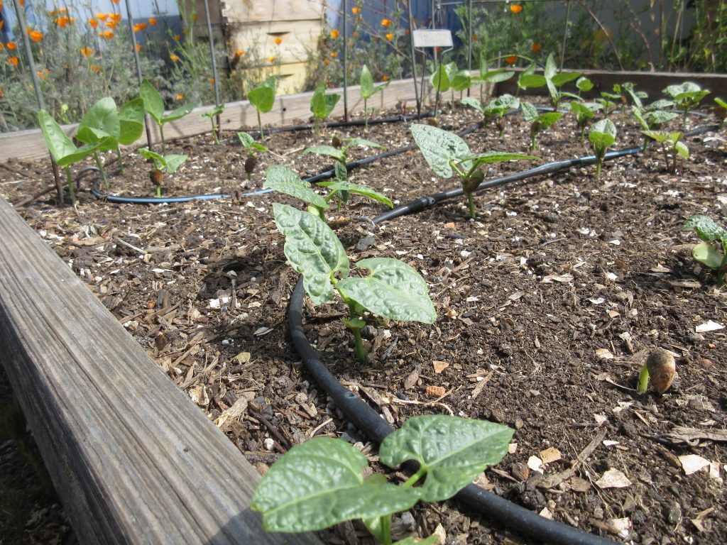 Henderson's Bush lima beans