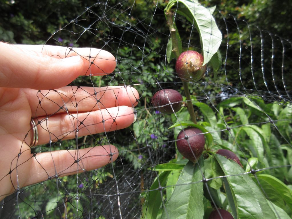 Nectarine tree protected