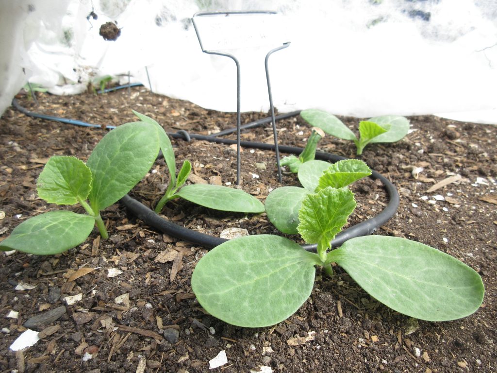 Spaghetti squash