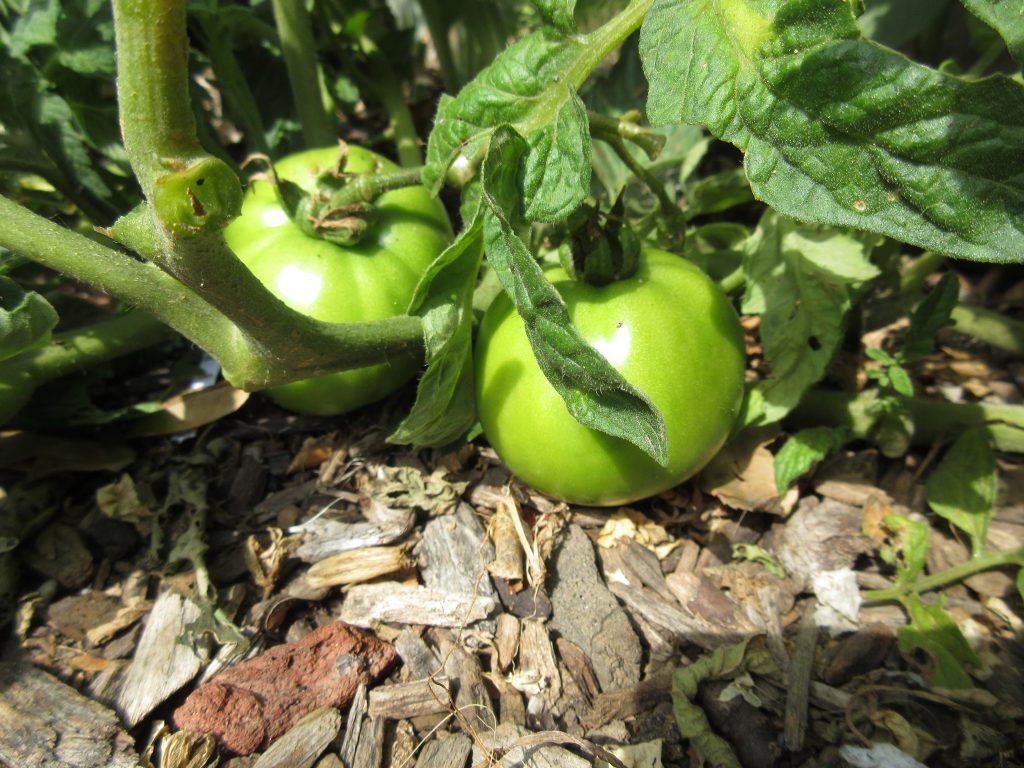 volunteer tomatoes