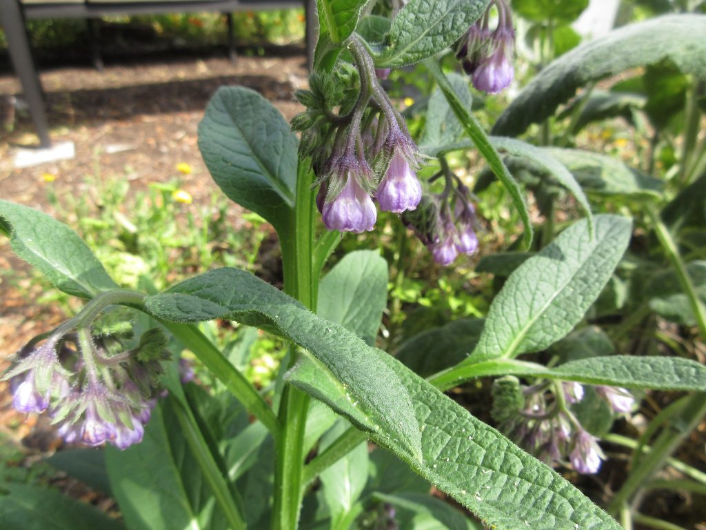 Comfrey