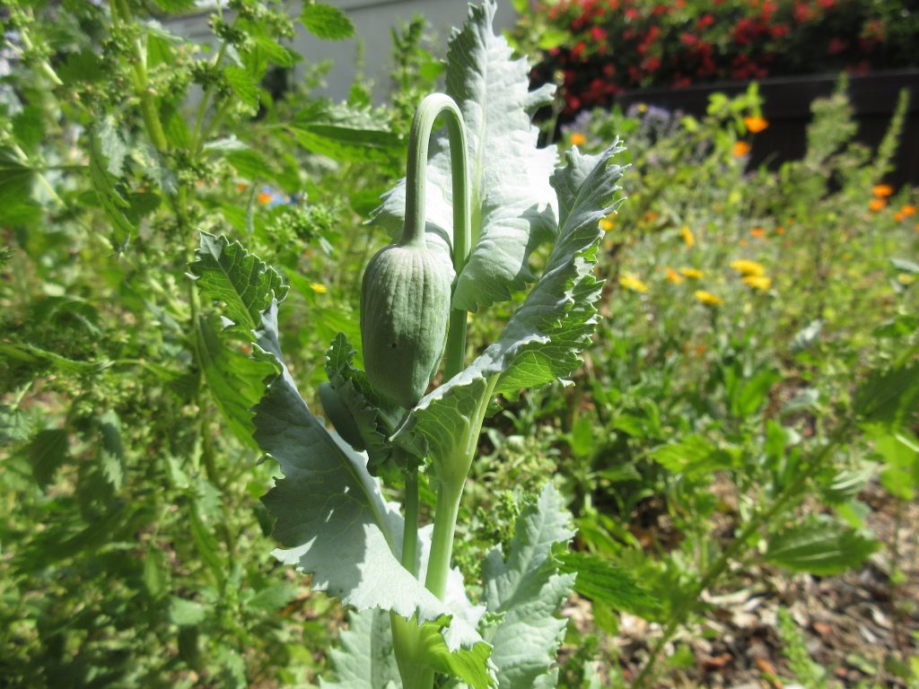 Poppies