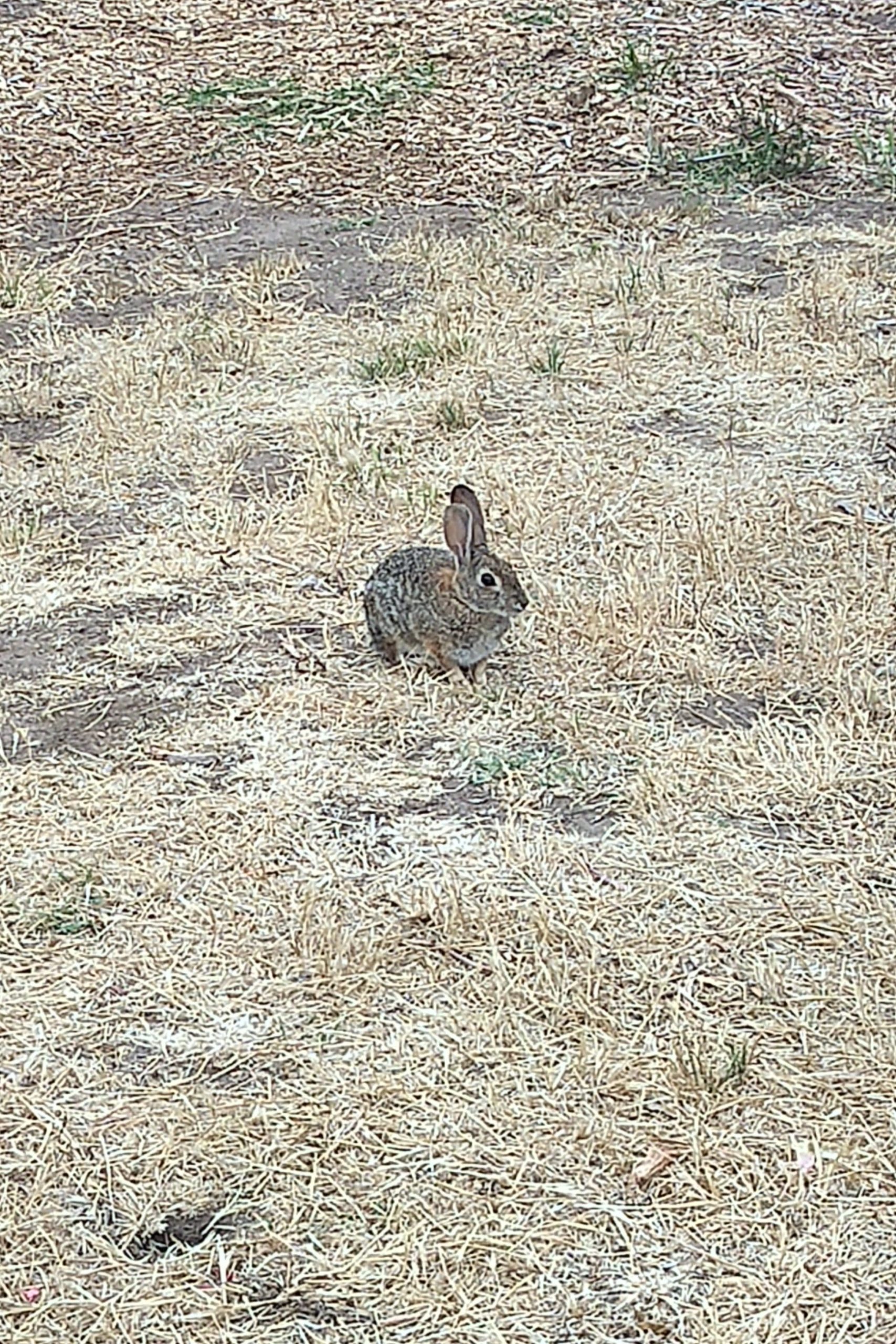 Rabbit at OVF