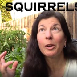 YouTube: How to Keep Squirrels Out of the Garden