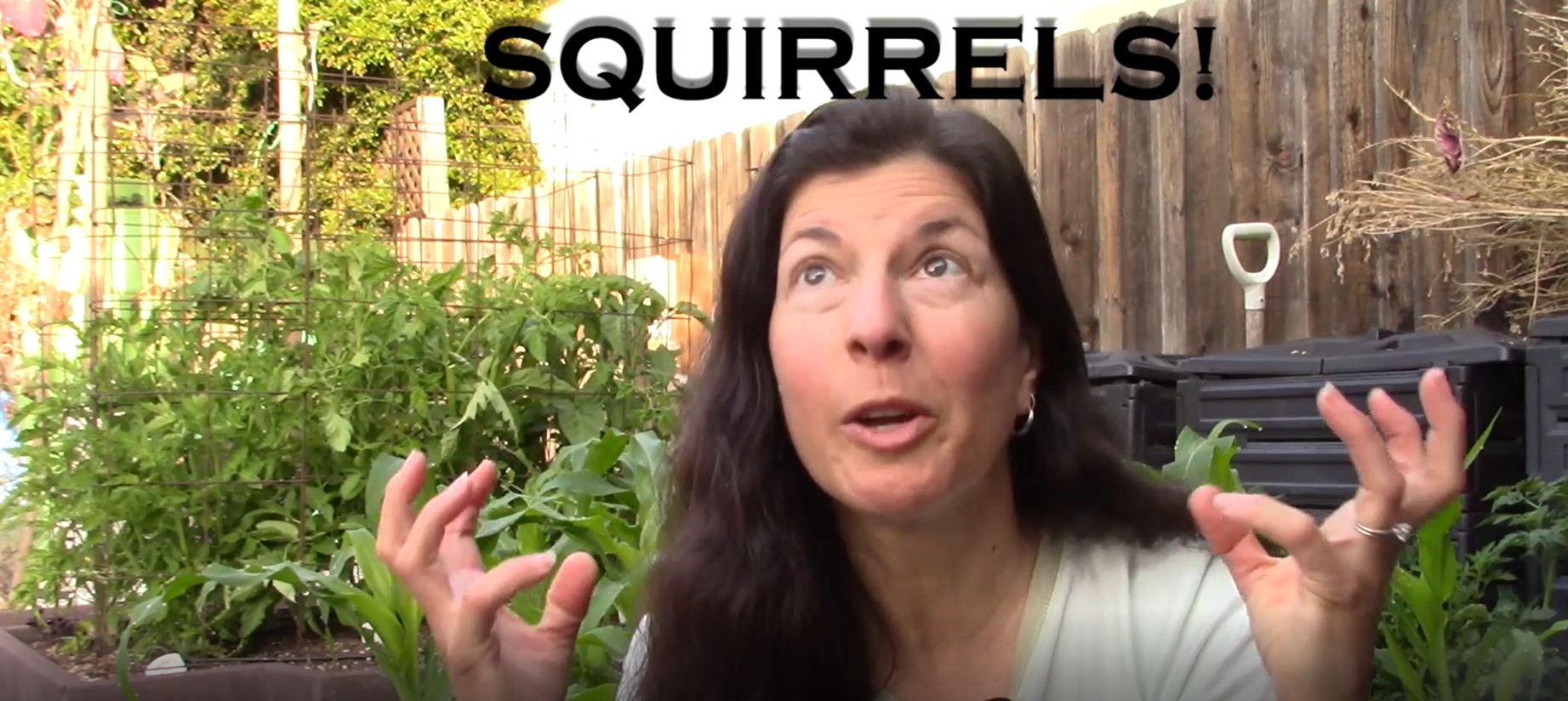 Read more about the article YouTube: How to Keep Squirrels Out of the Garden