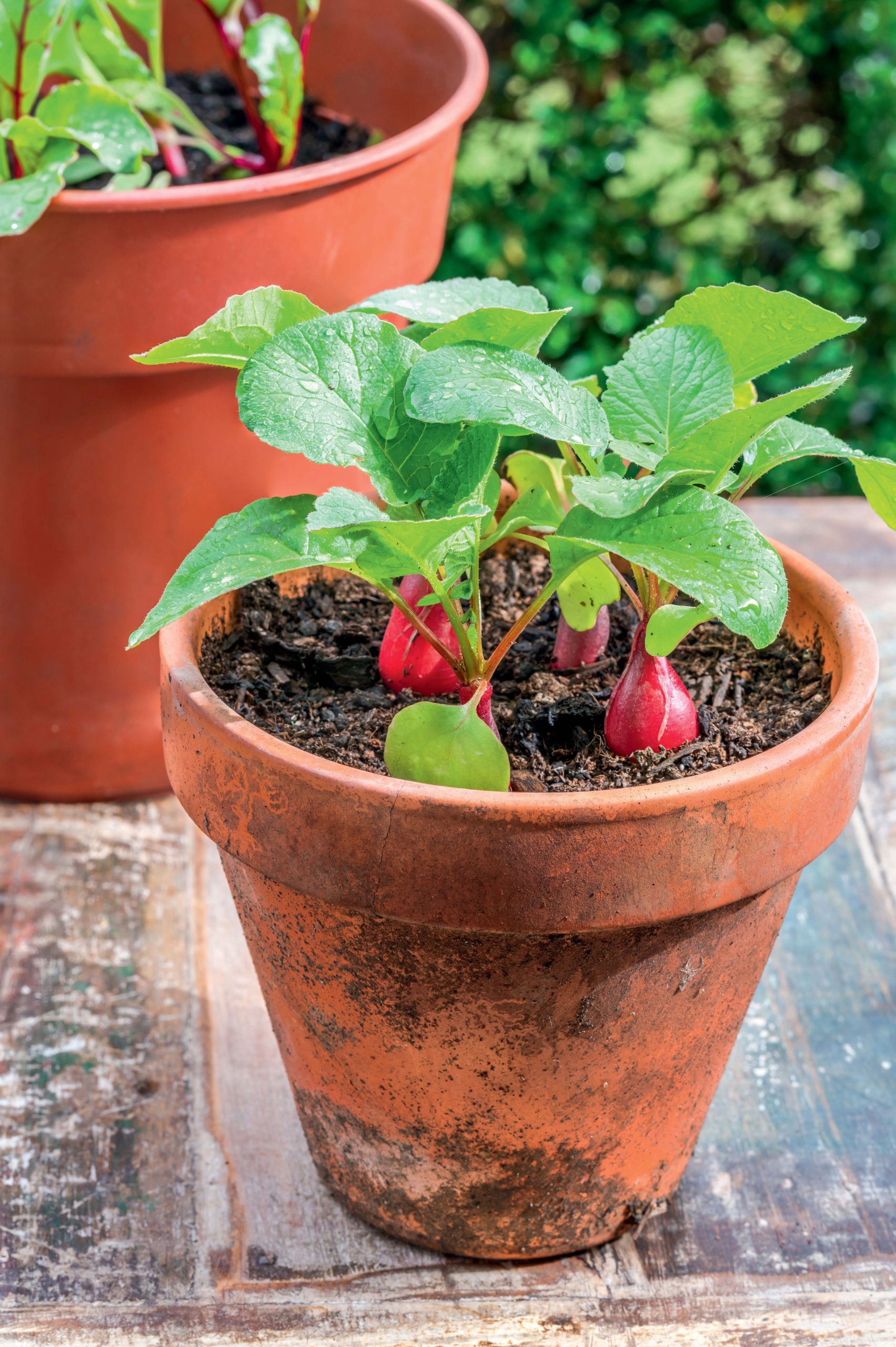 Urban Garden Food