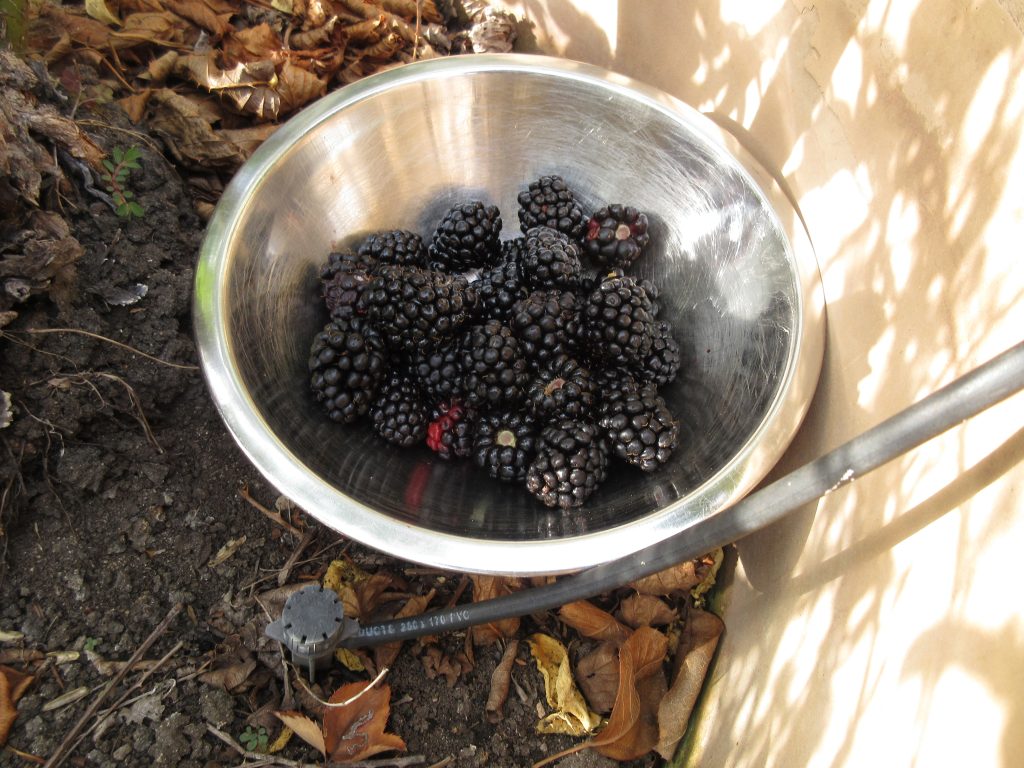 blackberry harvest
