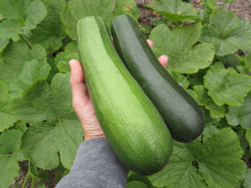 zucchini harvest