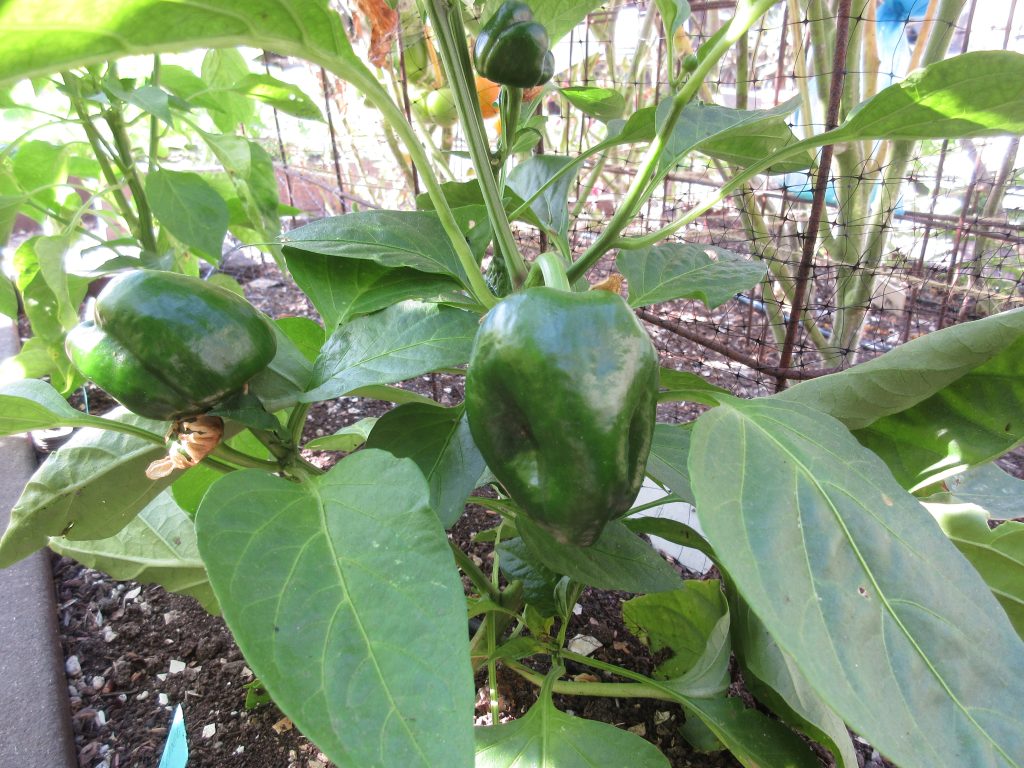 Orange Bell pepper wordless wednesday