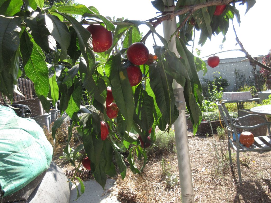 nectarines safe under netting