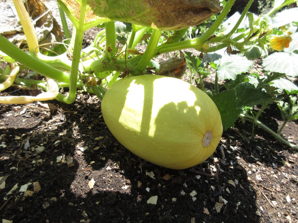 volunteer spaghetti squash