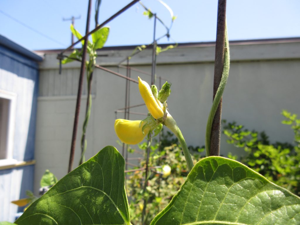 yard long beans flowering