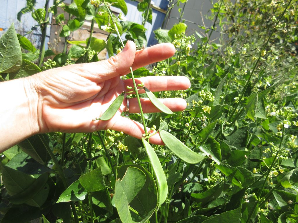 bush lima beans wordless wednesday