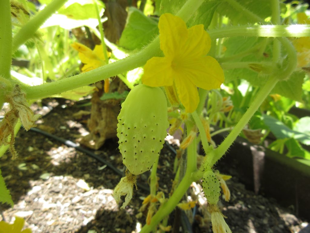 miniature white cucumbers