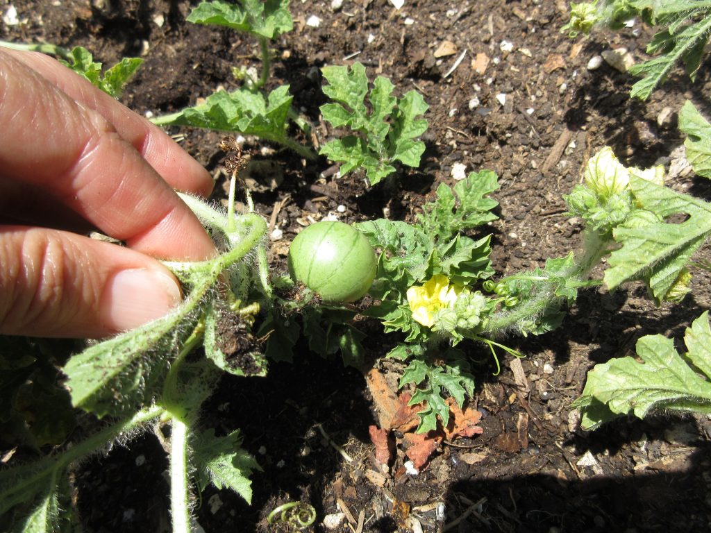 watermelon wordless wednesday