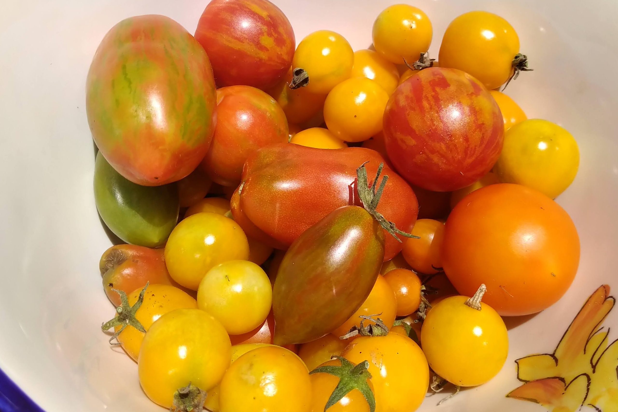 Tomato Harvest