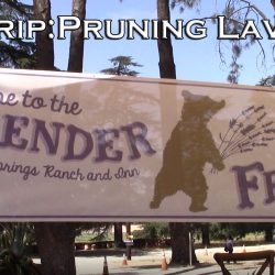 YouTube: Field Trip and How To Prune Lavender