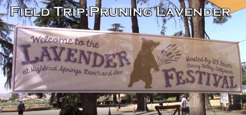 Read more about the article YouTube: Field Trip and How To Prune Lavender